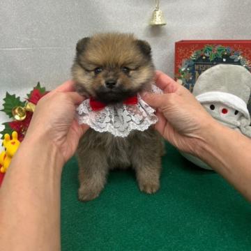ポメラニアン【京都府・男の子・2022年10月2日・オレンジセーブル】の写真「autumnキャンペーン掲載は10月27日まで」
