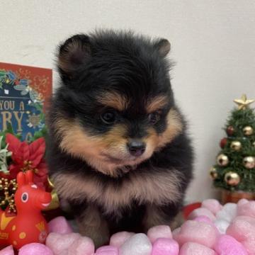 ポメラニアン【京都府・女の子・2022年10月12日・ブラックタン】の写真「おめめがクリクリの女の子。12月9日までの掲載です」