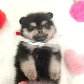 ポメラニアン【京都府・男の子・2024年6月20日・ブラックタン】の写真1