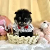 ポメラニアン【京都府・女の子・2023年8月29日・ブラックタン】の写真1