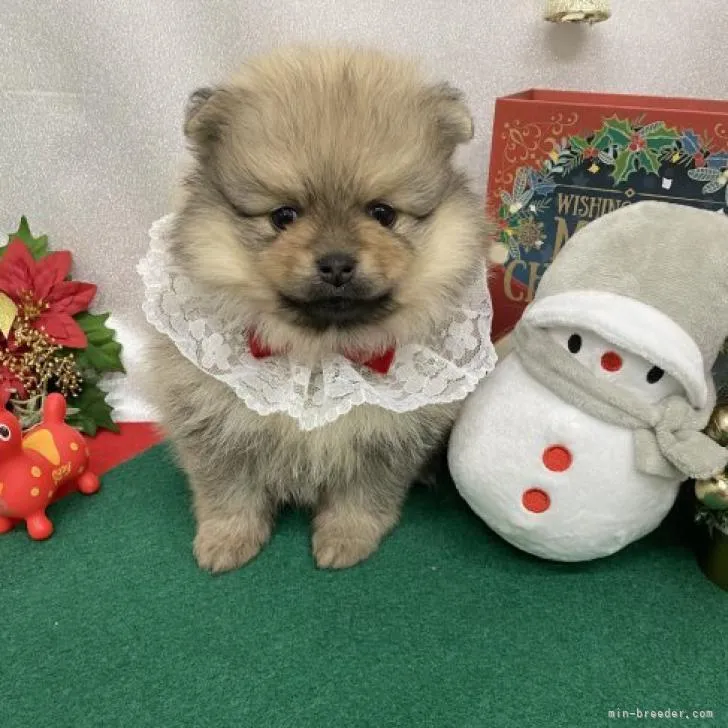 ID：2211-00276の子犬