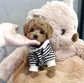 トイプードル(トイ)【大阪府・男の子・2025年5月16日・オレンジフォーン】の写真2