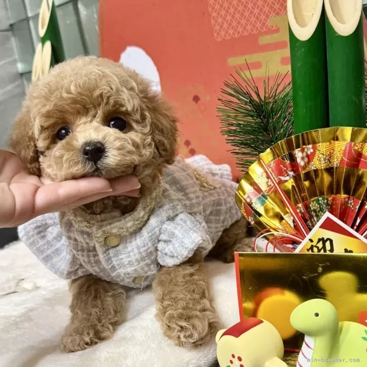 ID：2412-01730の子犬