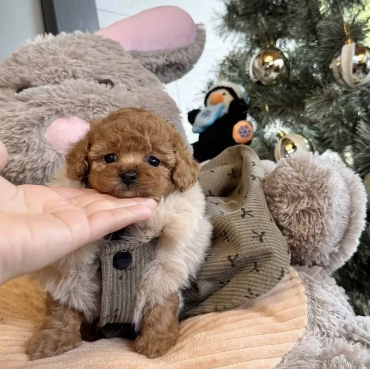 トイプードル(トイ)【大阪府・女の子・2025年10月4日・レッドフォーン】の写真1