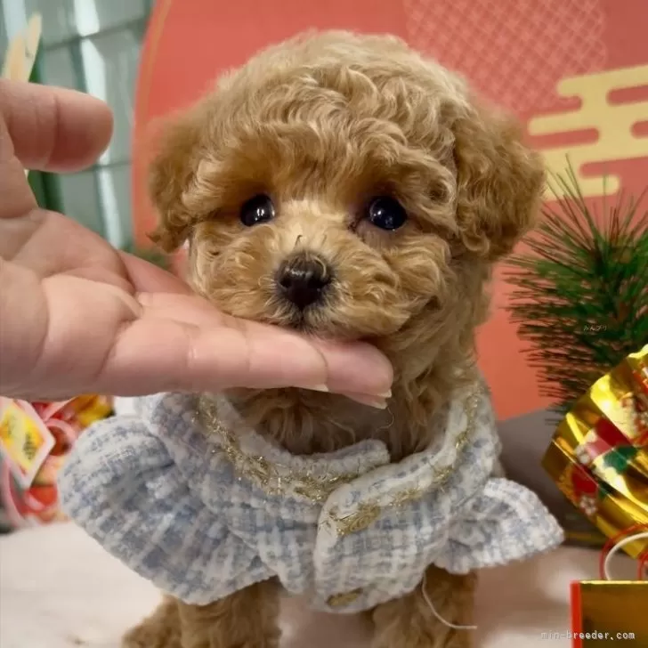 ID：2412-01732の子犬