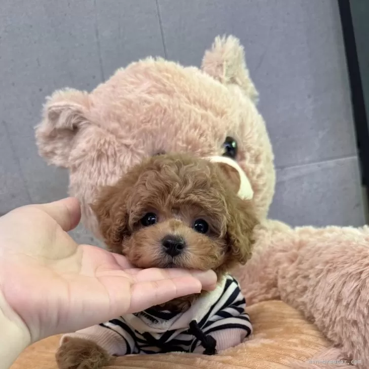 ID:2506-05825の子犬