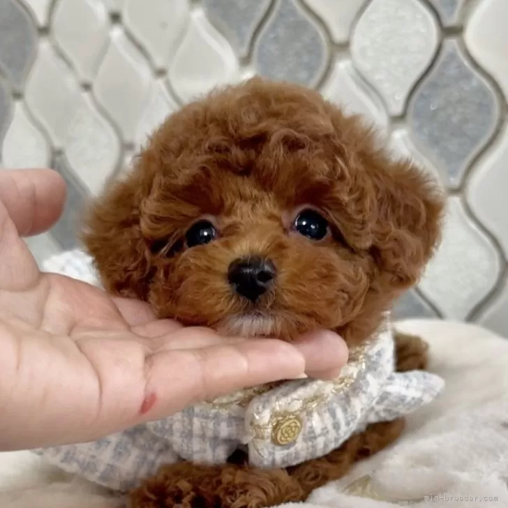 ID：2412-01727の子犬