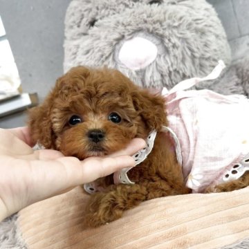 トイプードル(トイ)【大阪府・女の子・2025年5月16日・レッドフォーン】の写真「可愛いすぎる女の子💕遺伝子３項目発症しません」
