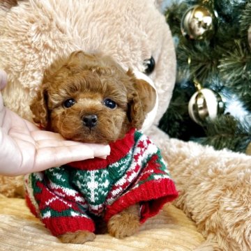 トイプードル(トイ)【大阪府・男の子・2025年10月4日・レッドフォーン】の写真「マズル短くまん丸顔🥰可愛すぎる小さな男の子」