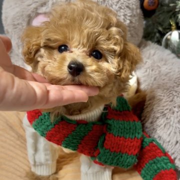 トイプードル(トイ)【大阪府・男の子・2025年10月4日・オレンジフォーン】の写真「マズル短くまん丸顔🥰毛量たっぷ可愛いすぎる男の子」