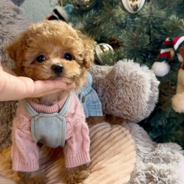 タイニープードル【大阪府・女の子・2025年10月4日・オレンジフォーン】の写真「マズル激短タレ目の可愛すぎる小さな女の子❤️」