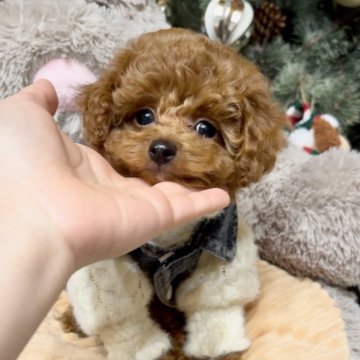 タイニープードル【大阪府・男の子・2025年10月4日・レッドフォーン】の写真「マズル短くまん丸顔🥰可愛すぎる小さな男の子」