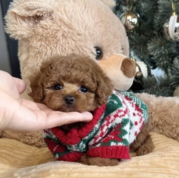 トイプードル(トイ)【大阪府・男の子・2025年10月4日・レッドフォーン】の写真「マズル短くまん丸顔🥰可愛すぎる小さな男の子」