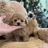 タイニープードル