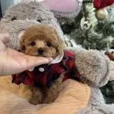 トイプードル(トイ)