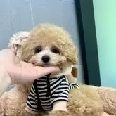 トイプードル(トイ)