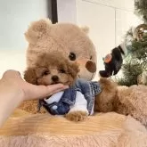 タイニープードル