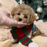 トイプードル(トイ)