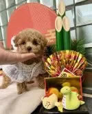 ティーカッププードル【大阪府・女の子・2024年11月7日・オレンジフォーン】の写真3