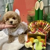 タイニープードル【大阪府・女の子・2024年11月7日・オレンジフォーン】の写真2