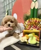 タイニープードル【大阪府・女の子・2024年11月7日・オレンジフォーン】の写真4