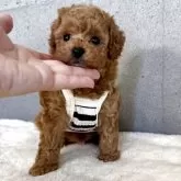 トイプードル(トイ)【大阪府・男の子・2025年5月16日・オレンジフォーン】の写真14