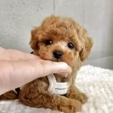 トイプードル(トイ)【大阪府・男の子・2025年5月16日・オレンジフォーン】の写真8