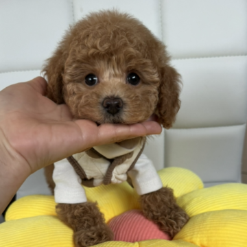 トイプードル(トイ)【大阪府・男の子・2024年1月30日・オレンジフォーン(アプリコット )】の写真「とても可愛い男の子🥰遺伝子病３項目発症しません」