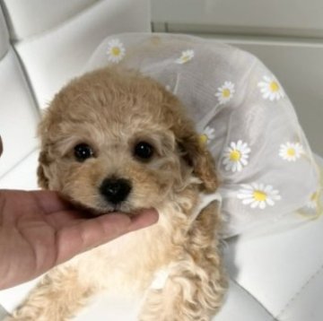 トイプードル(トイ)【大阪府・女の子・2024年4月24日・ペールフォーン(クリーム)】の写真「遺伝子病３項目発症しません😊」