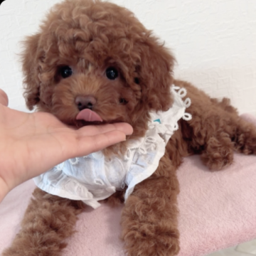 トイプードル(トイ)【大阪府・女の子・2023年11月9日・レッドフォーン】の写真「マズルが短いまん丸顔💕ムチムチボディ😆」