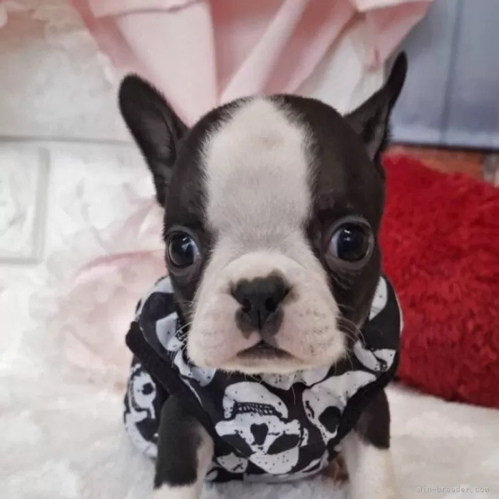 ボストンテリア【神奈川県・男の子・2025年9月20日・ボストンカラー】の写真1