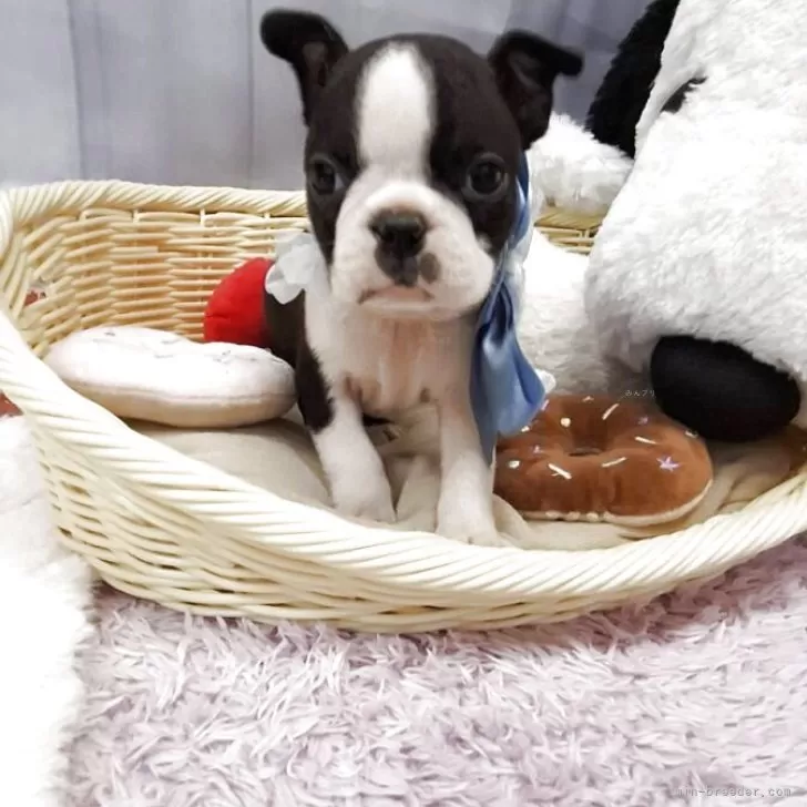 T.N 様のお迎えした子犬