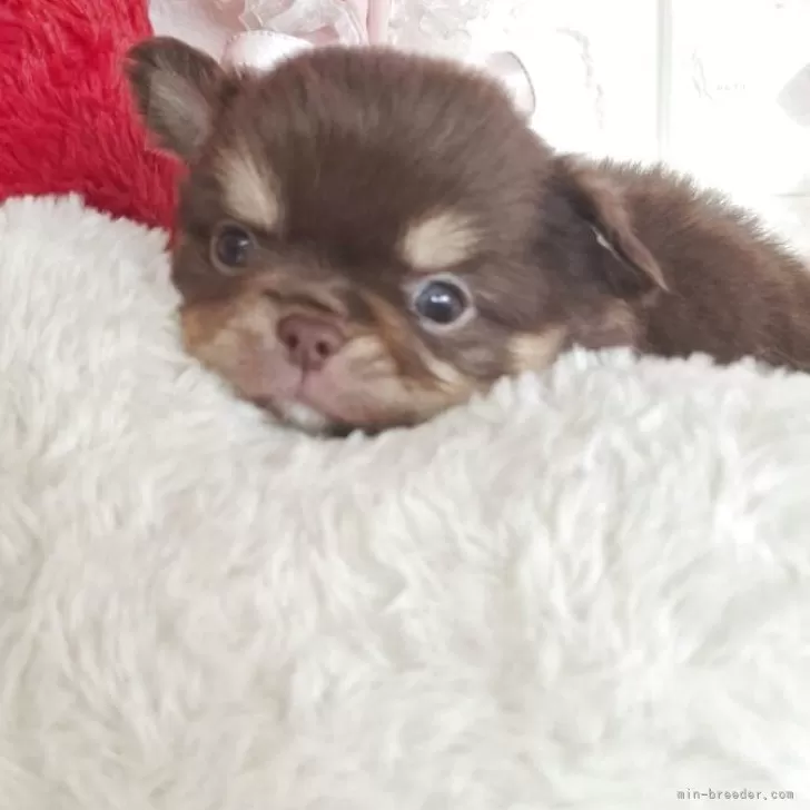 チワワ(ロング)【神奈川県・男の子・2025年9月20日・チョコレート&amp;タン】の写真1