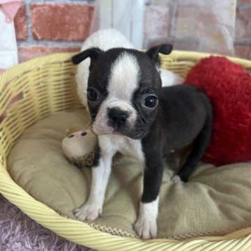 ボストンテリア【神奈川県・男の子・2024年10月9日・ボストンカラー】の写真「可愛い5兄妹の男の子」