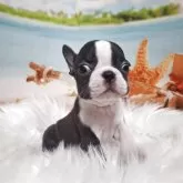 ボストンテリア【神奈川県・男の子・2025年6月10日・ボストンカラー】の写真1