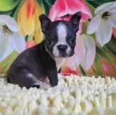 ボストンテリア【神奈川県・男の子・2024年10月9日・ボストンカラー】の写真1