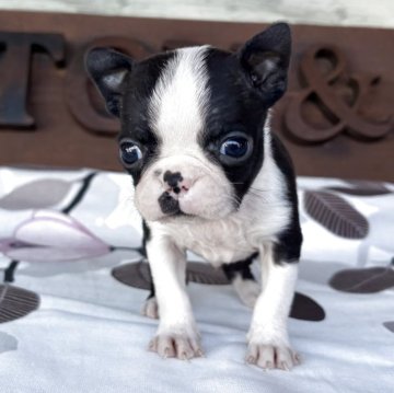 ボストンテリア【静岡県・男の子・2025年11月4日・ボストンカラー】の写真「当犬舎始まって以来の小さい子。」