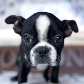 ボストンテリア