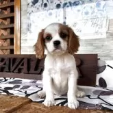 キャバリア【静岡県・男の子・2025年8月27日・ブレンハイム】の写真5