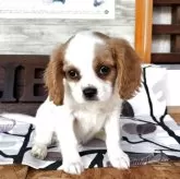 キャバリア【静岡県・男の子・2025年8月27日・ブレンハイム】の写真7