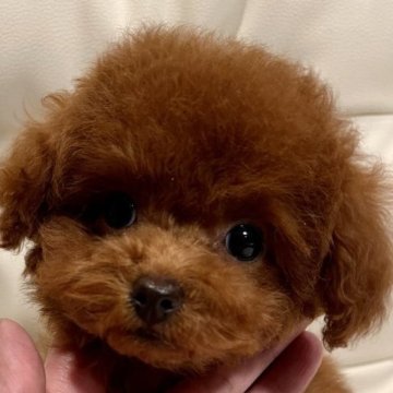 トイプードル(ティーカップ)【京都府・女の子・2023年8月13日・レッド】の写真「超絶可愛いお顔のおチビちゃん❤︎抱っこ大好き姫❤︎」