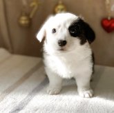 ウェルシュ・コーギー・カーディガン