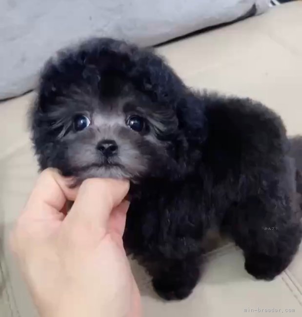 当犬舎の子です。ご参考にしてください。｜山西　高雄(やまにし　たかお)ブリーダー(埼玉県・ビションフリーゼなど・JKC登録)の紹介写真3