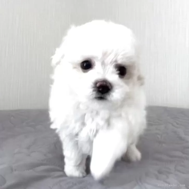 ビションフリーゼ【埼玉県・女の子・2025年9月30日・ホワイト、白】の写真1