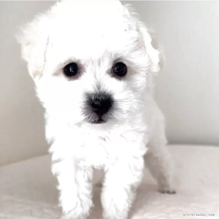 ビションフリーゼ【埼玉県・女の子・2025年10月16日・ホワイト、白】の写真1「涙やけのないミニビション、成犬時の予想体重は3.5kg」