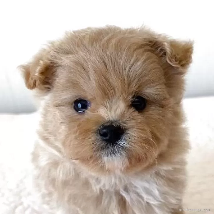 むら 様のお迎えした子犬