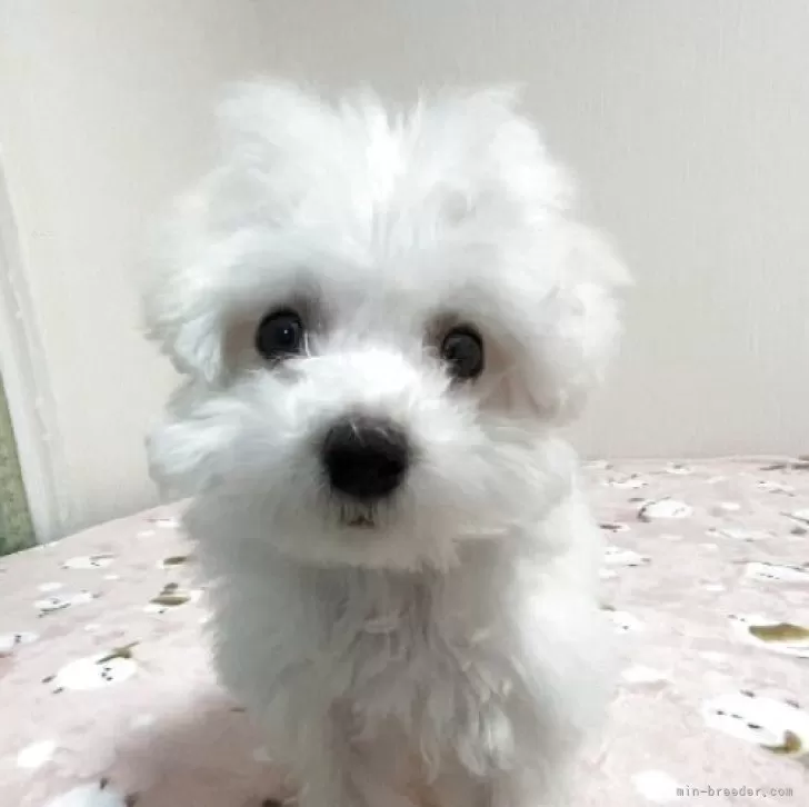 ちょみ 様のお迎えした子犬