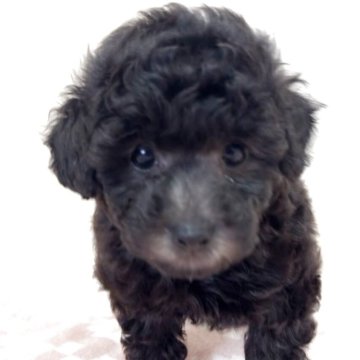 トイプードル(タイニー)【埼玉県・女の子・2025年10月23日・シルバー、グレー】の写真「毛量が多く、元気のいい子で初心者向き」