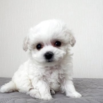 ビションフリーゼ【埼玉県・女の子・2025年9月30日・ホワイト、白】の写真「外産系の両親、短鼻短足のフワモコの本物ミニビション」