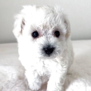 タイニープードル【埼玉県・男の子・2025年10月23日・クリーム、ホワイトに近いクリーム】の写真「毛量が多く食欲旺盛で遊び大好きな子です。」